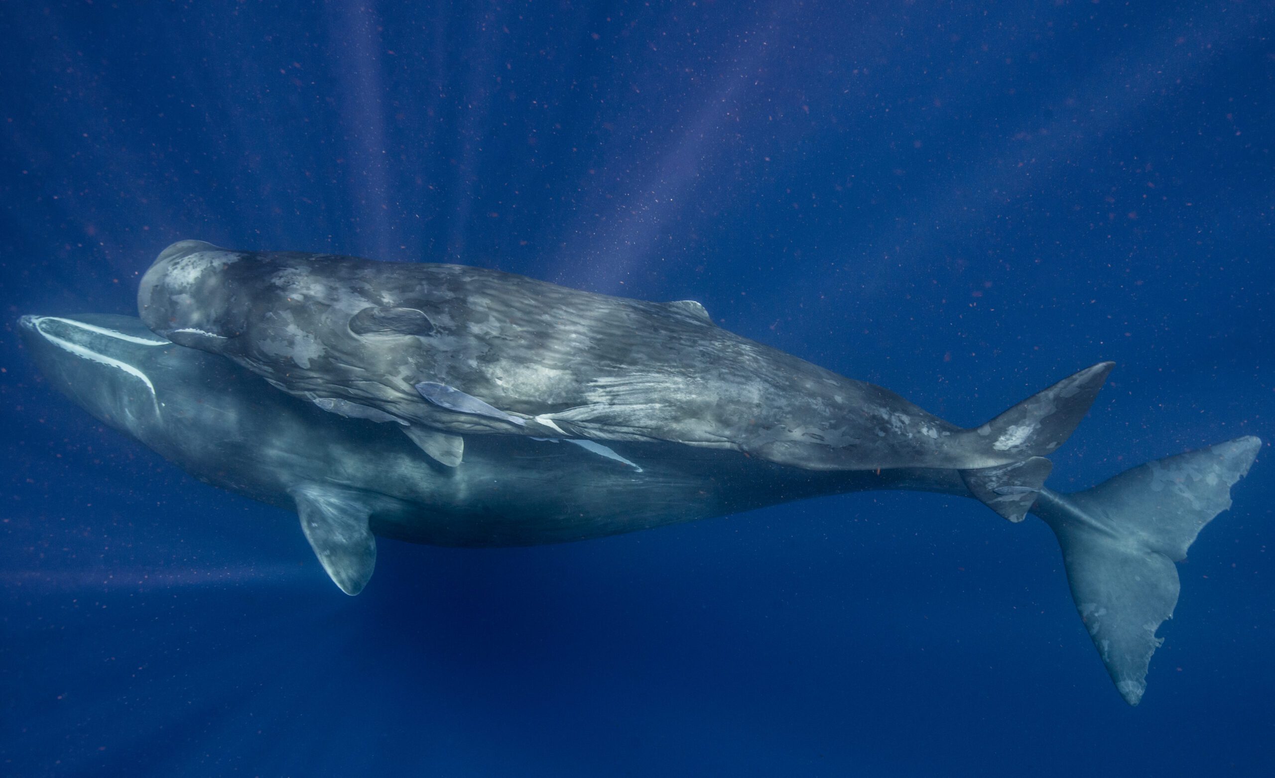 The Wonder of Whales: Deciphering the Secret Language of Earth’s ...